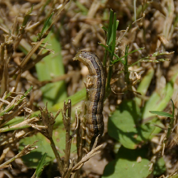 Turfgrass Insects and Other Pestspng